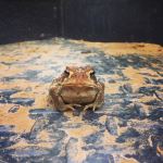 Frog In The 4 Wheeler
